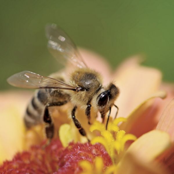 Co zabija pszczoły