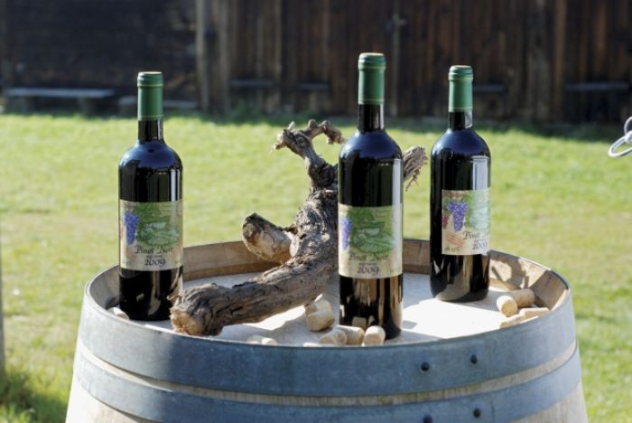 Wino z Ochli Wino z Ochli
