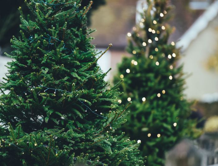 Jakie drzewko wybrać na Boże Narodzenie?