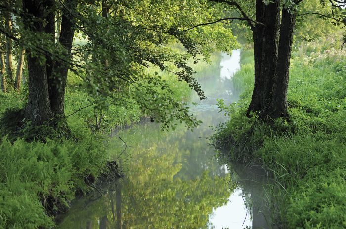 biebrzanskim tropem szarego wilka