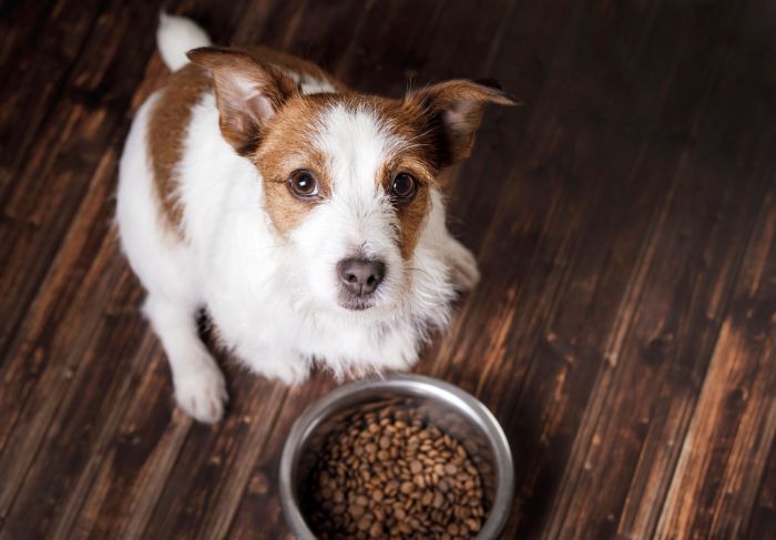 Superfoods dla psów – jak wpływają na kondycję i zdrowie? 