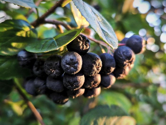 Aronia w ogrodzie – uprawa, sadzenie, cięcie i zbiór owoców