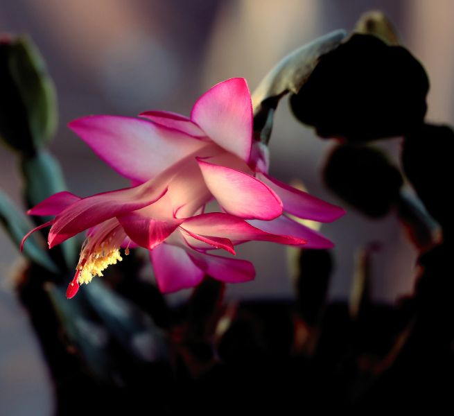 Grudnik, czyli schlumbergera – kwitnący tropikalny skarb z brazylijskich lasów