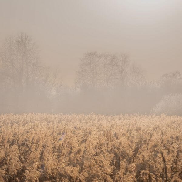 jak odróżnić smog od mgły