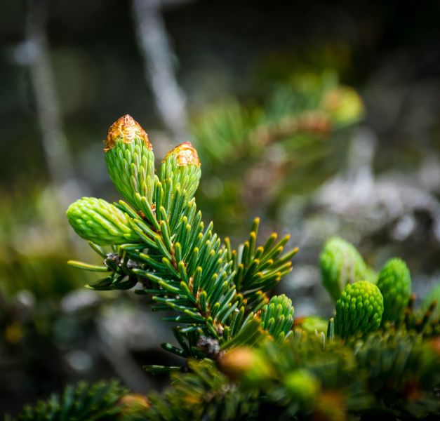 Jodła - choinka, która długo postoi