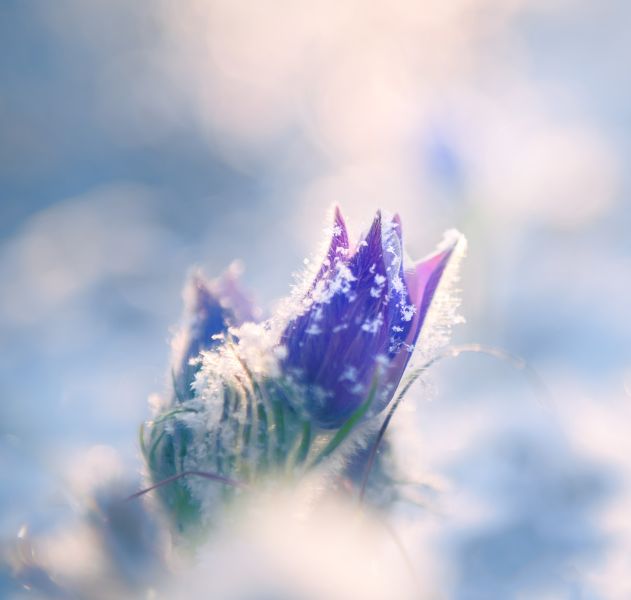 kalendarz biodynamiczny luty 2026