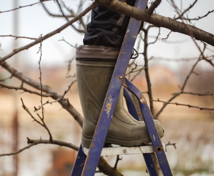 Kiedy przycinać drzewka owocowe i róże? W lutym i marcu! Zobacz dlaczego Kiedy przycinać drzewka owocowe i róże? W lutym i marcu! Zobacz dlaczego