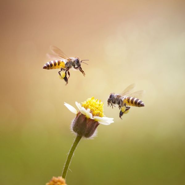 wymieranie pszczół