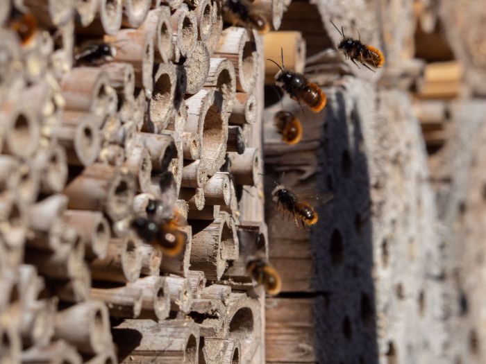 Domek dla owadów: zaproś do ogrodu dzikie pszczoły, trzmiele i lepiarki