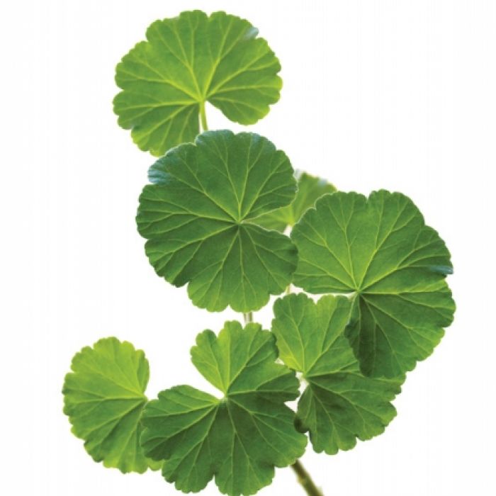 Słodka pelargonia