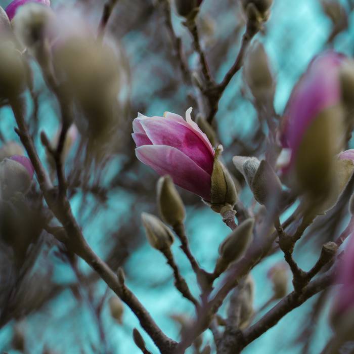 Magnolia w ogrodzie i... w kuchni: wszystko, co musisz wiedzieć o tym pięknym krzewie magnolia w ogrodzie kiedy kwitnie
