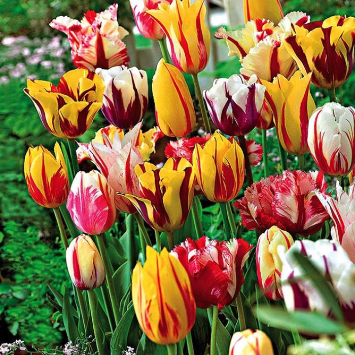 Tulipany Rembrandta Tulipany Rembrandta