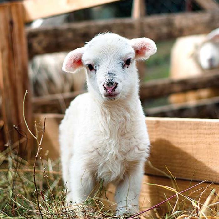 Folklor góralski: owce na hali