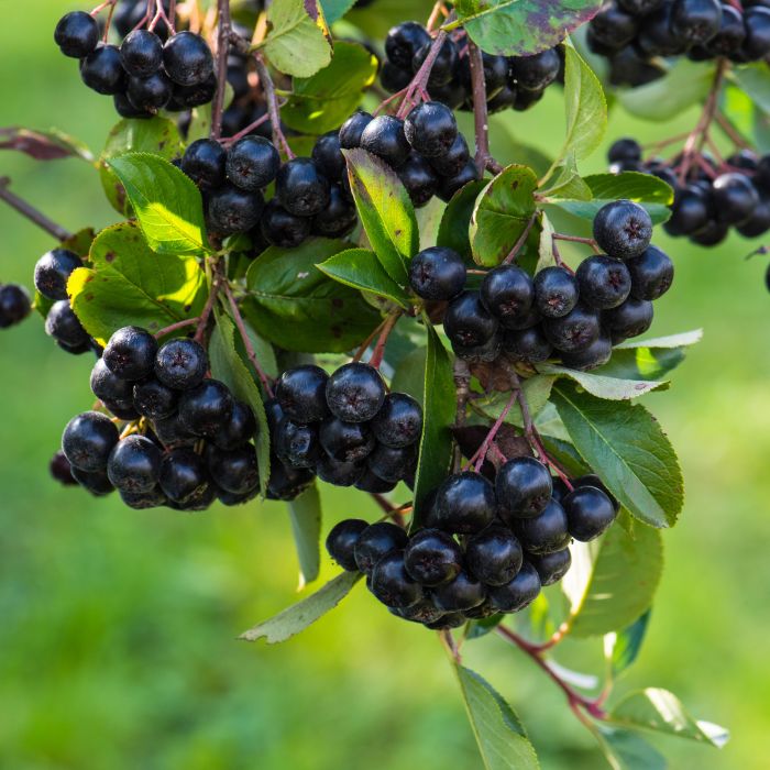 aronia