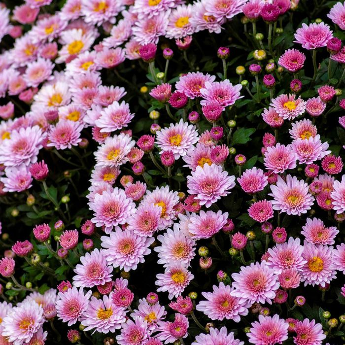 prace ogrodowe jesień