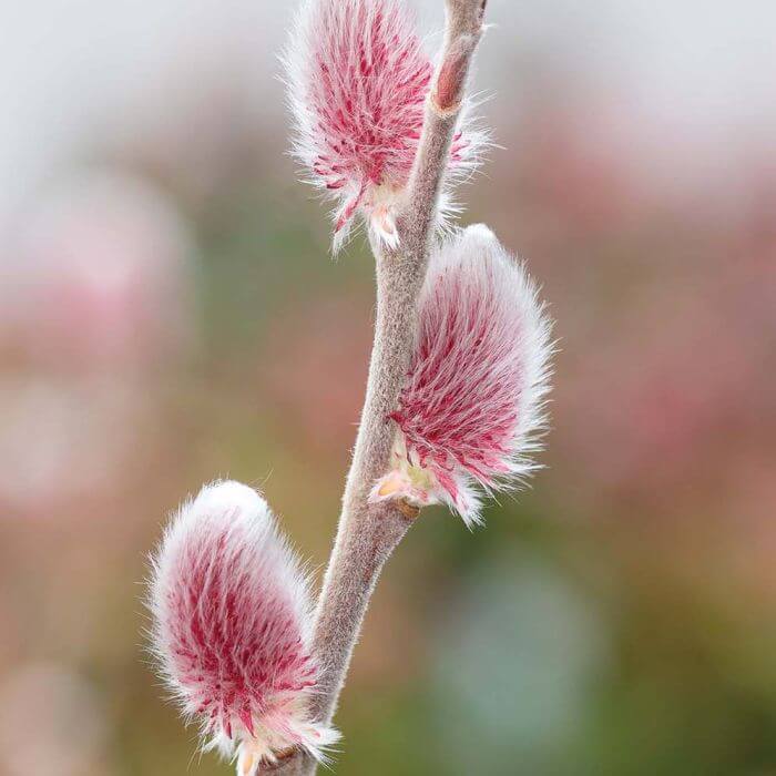 kalendarz biodynamiczny kwiecień 2026