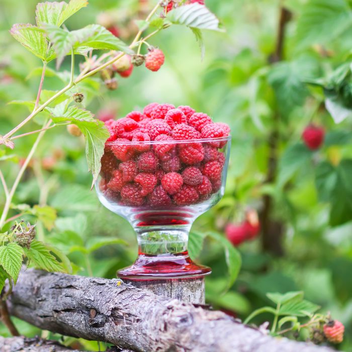 Kalendarz biodynamiczny na lipiec 2025 - zobacz, czym teraz najlepiej zająć się w ogrodzie kalendarz biodynamiczny lipiec 2025