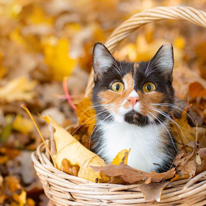 kalendarz biodynamiczny listopad 2025