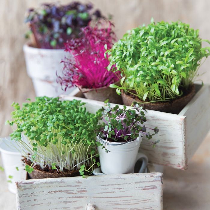 Mikroliście to zastrzyk smaku i witamin zanim pojawią się nowalijki. Wypróbuj tych 5 przepisów z microgreens Mikroliście microgreens