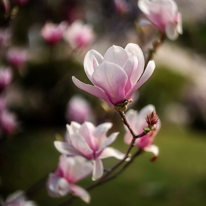 Magnolia w ogrodzie i... w kuchni: jak ją uprawiać i jak marynować jej płatki