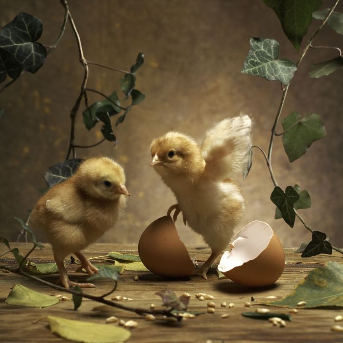 Jajko - prawdziwy cud ewolucji