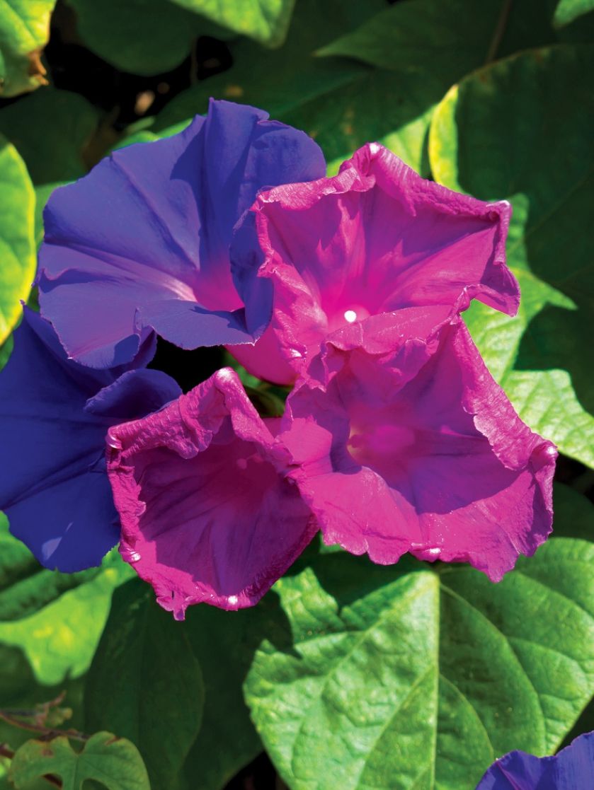 Wilec purpurowy