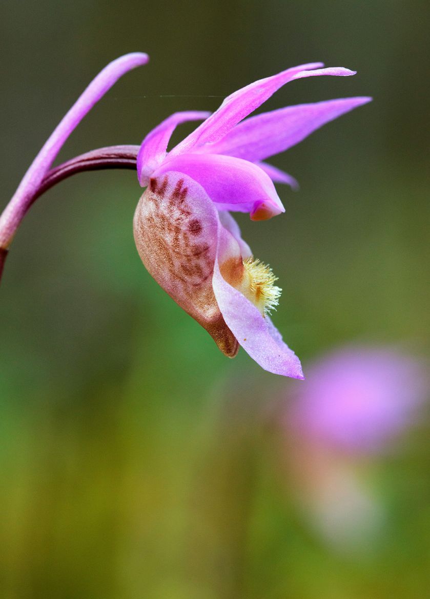 orchidea odmiany