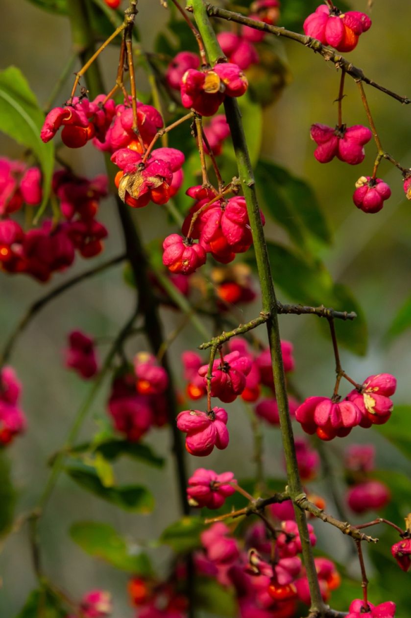 euonymus