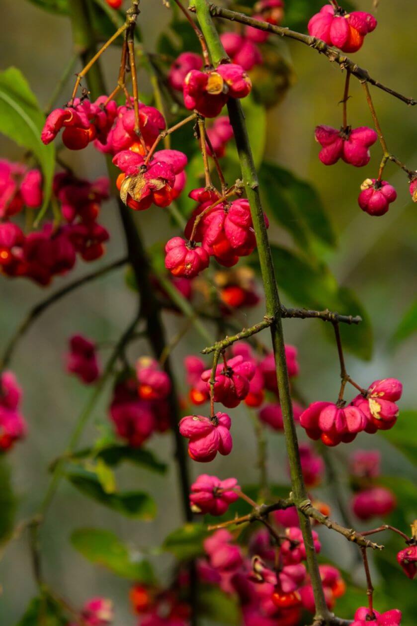 euonymus
