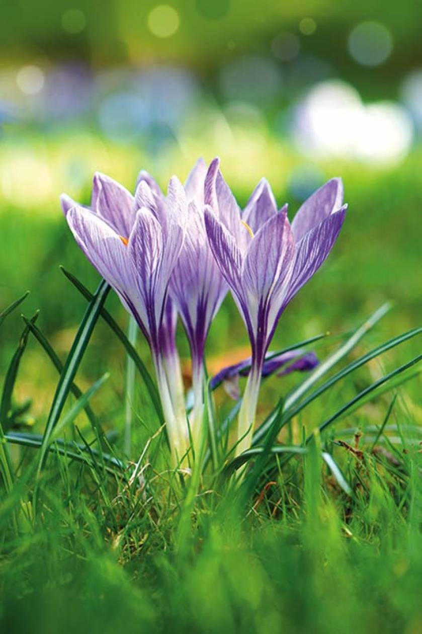 krokus rabaty