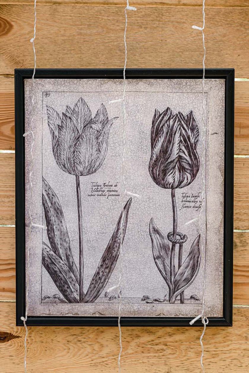 Botaniczna grafika z tulipanami w czarnej ramie na drewnianej ścianie w rustykalnym wnętrzu.