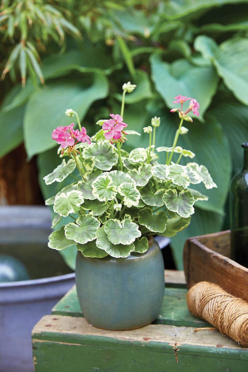 kompozycje kwiatowe na balkon pelargonie