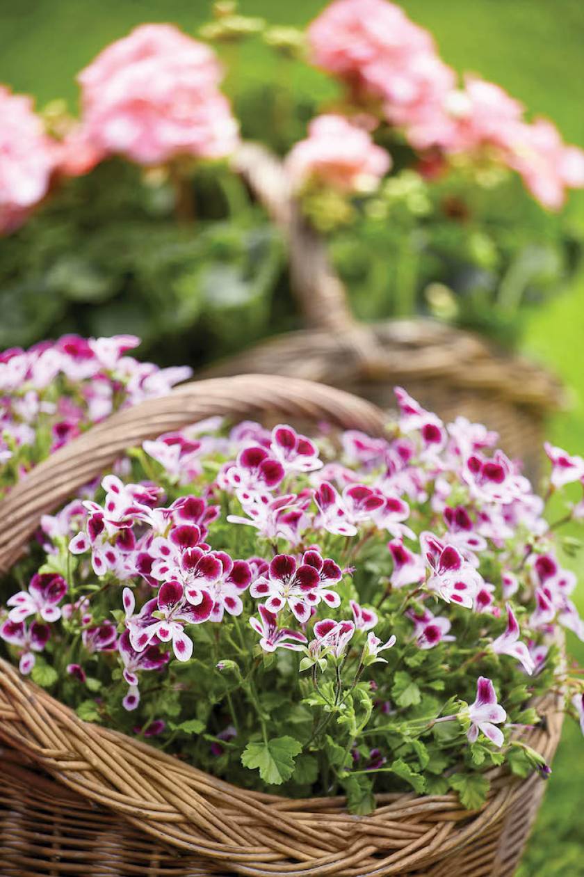 kwiaty pelargonie