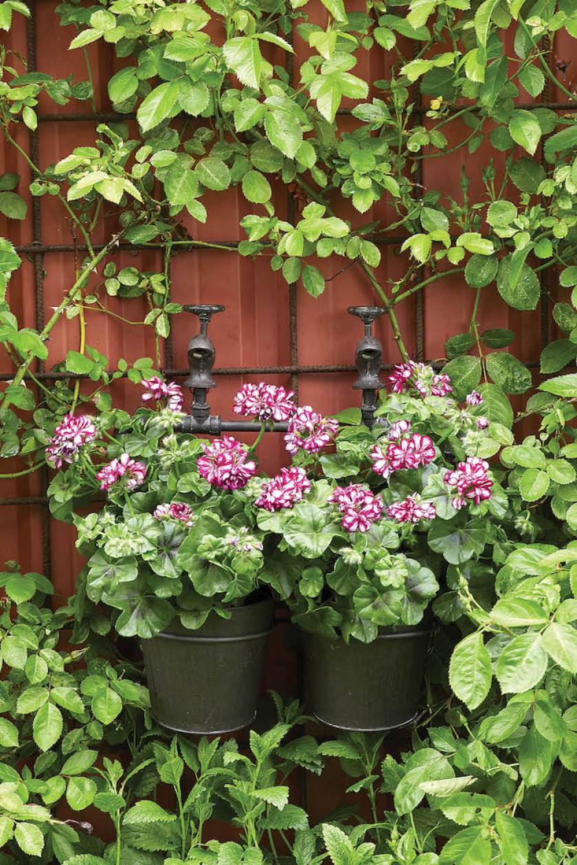 pelargonie wiszące