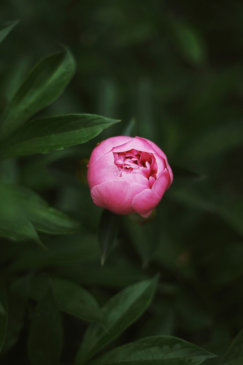 piwonie odmiany