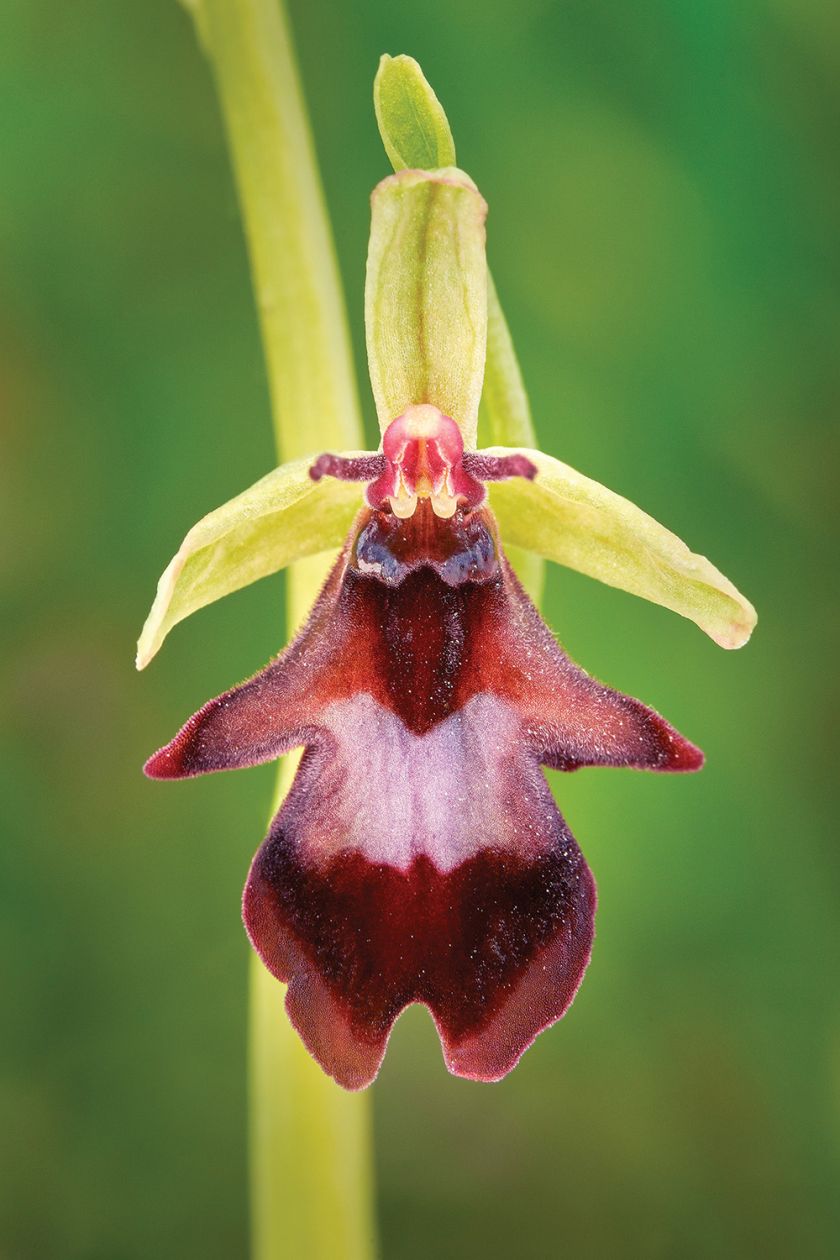orchidea odmiany