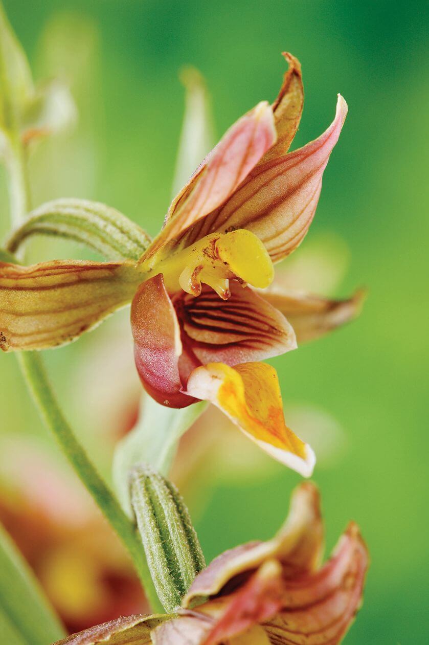 orchidea odmiany