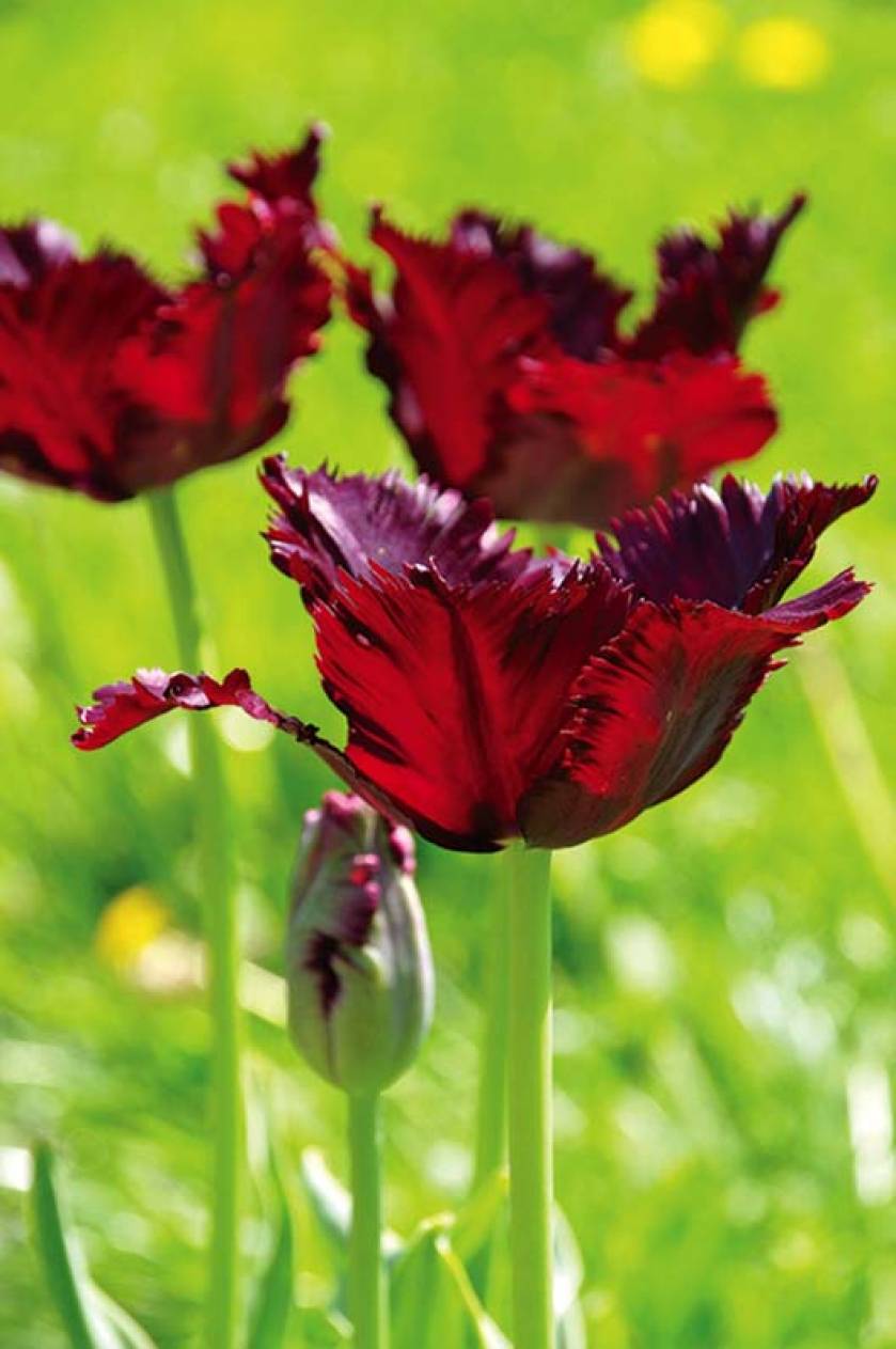 tulipany black parrot na rabaty