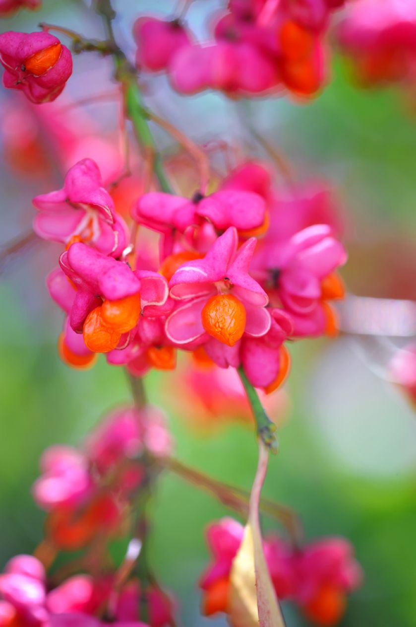 euonymus