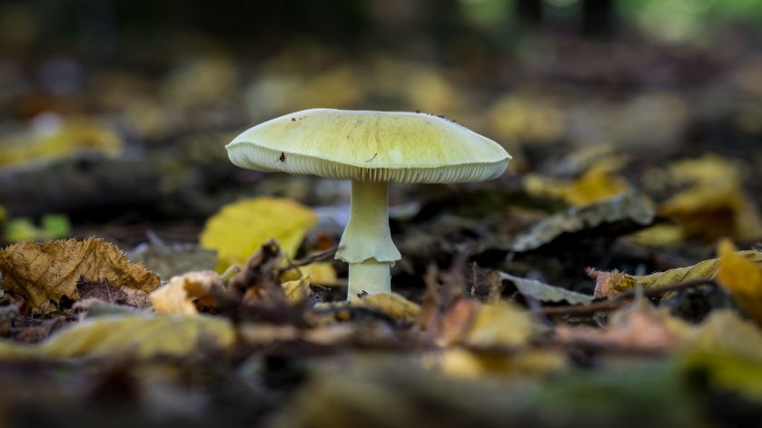 jak wygląda muchomor sromotnikowy
