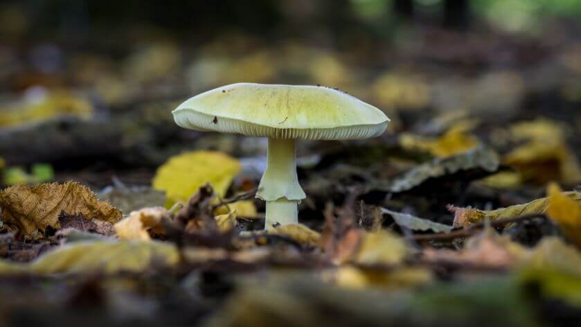 jak wygląda muchomor sromotnikowy