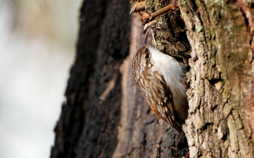 jak wygląda pełzacz ogrodowy