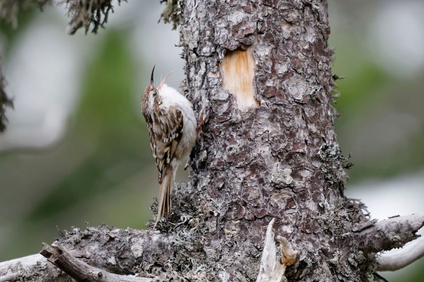 co je pełzacz ogrodowy