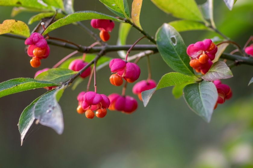 euonymus