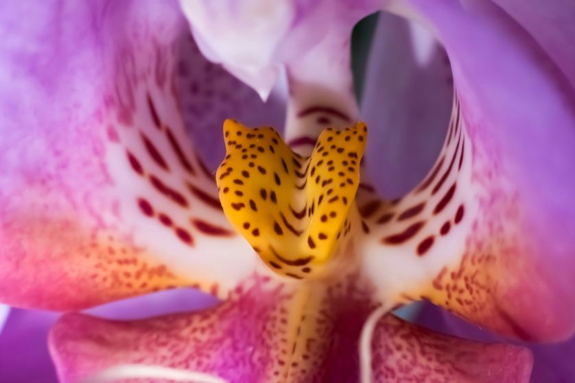 orchidea odmiany