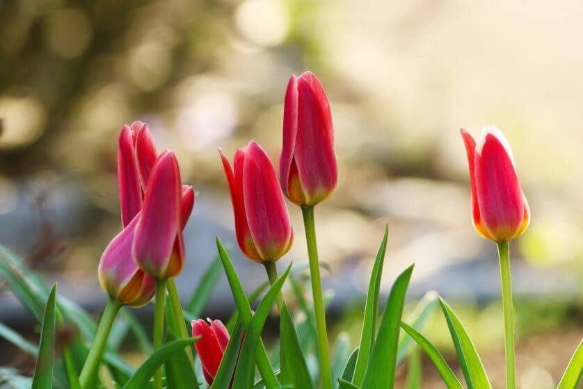 tulipan czerwony