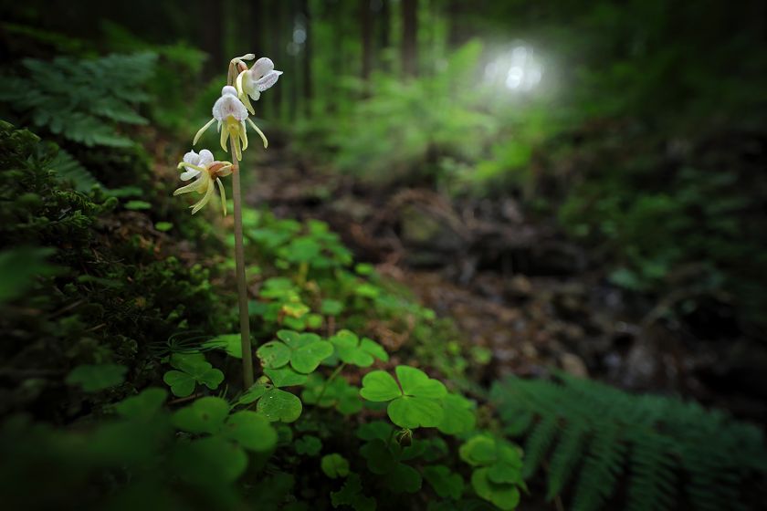 orchidea odmiany