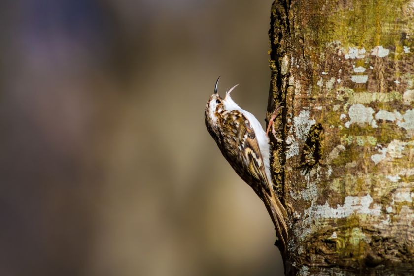 jak wygląda pełzacz ogrodowy
