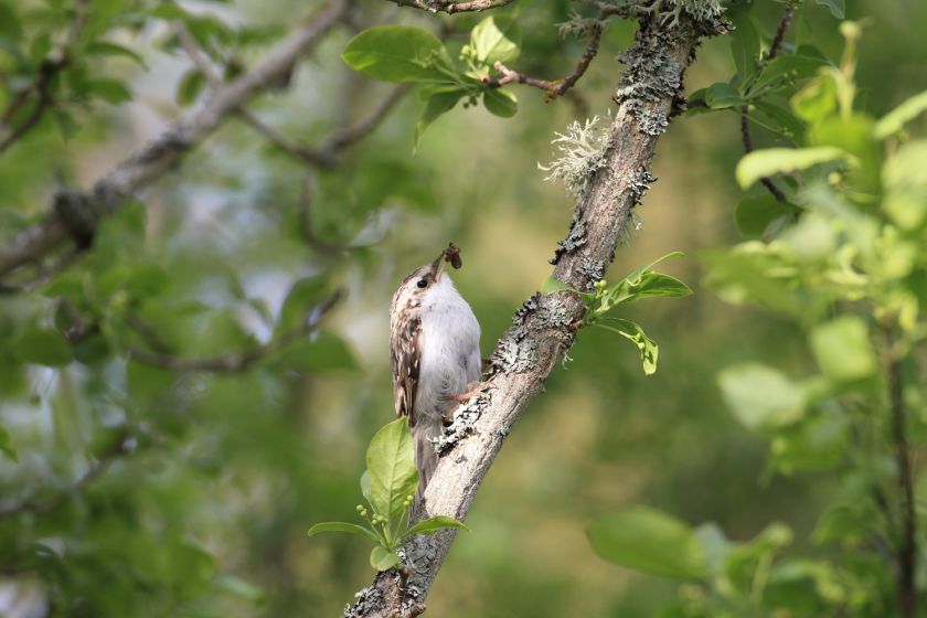 jak wygląda pełzacz ogrodowy