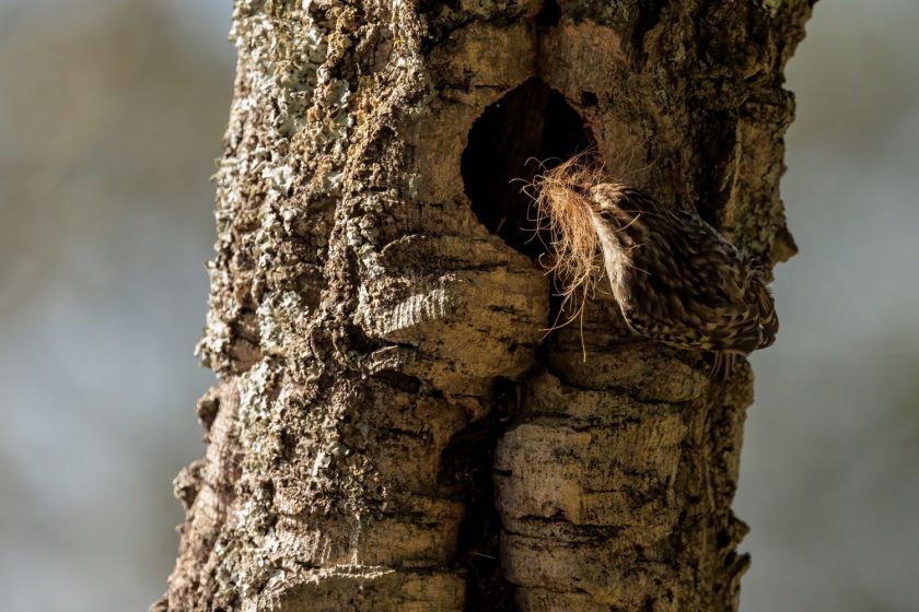 jak wygląda pełzacz ogrodowy